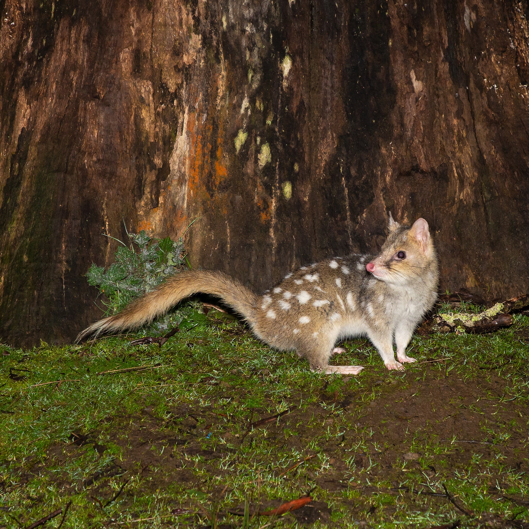 Fiona Ruck - Eastern Quoll