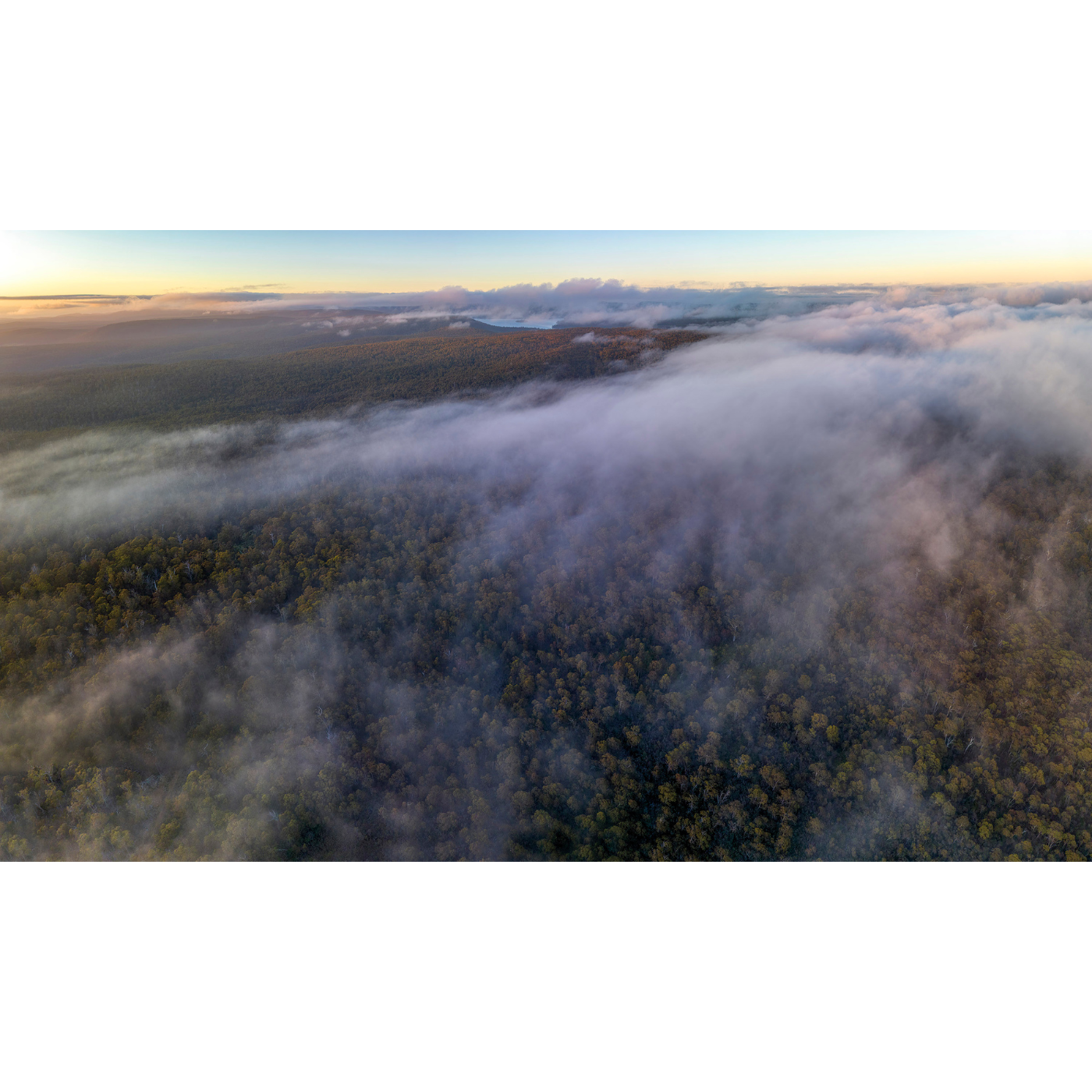 Rob Blakers - Eastern Tiers - Swift Parrot Habitat