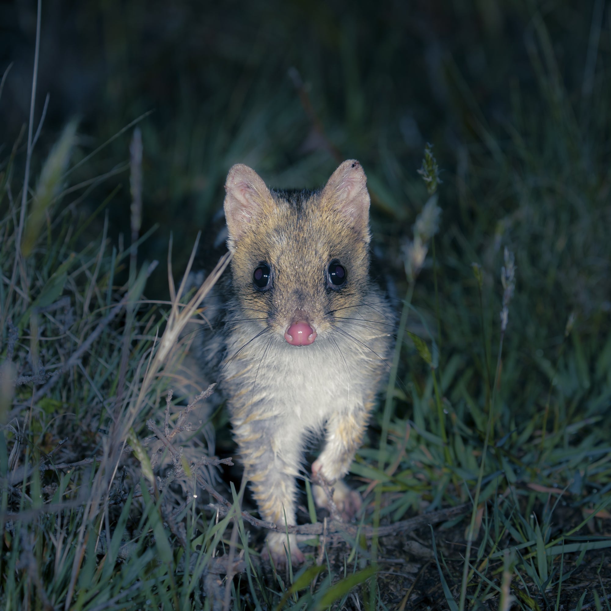 Ryan Francis - Eastern Quoll