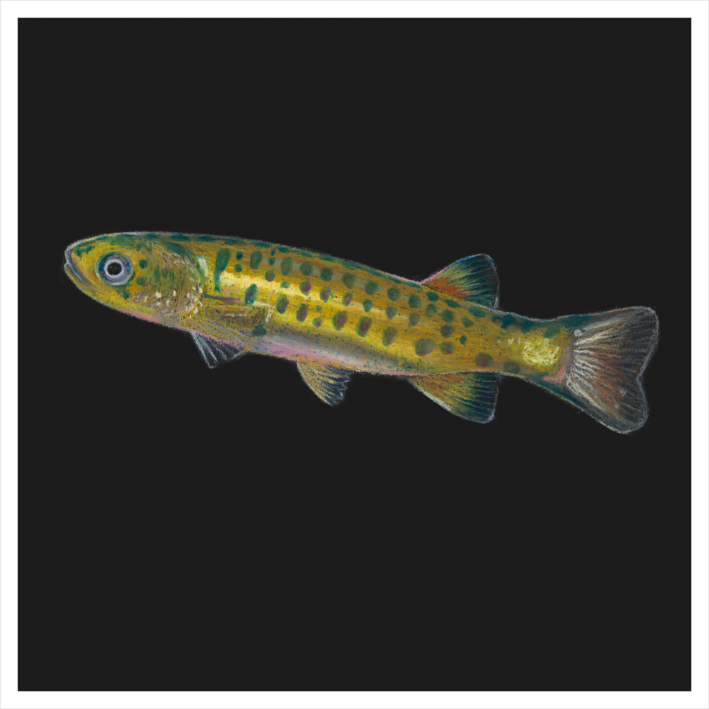 Else McAndrew - Galaxias auratus