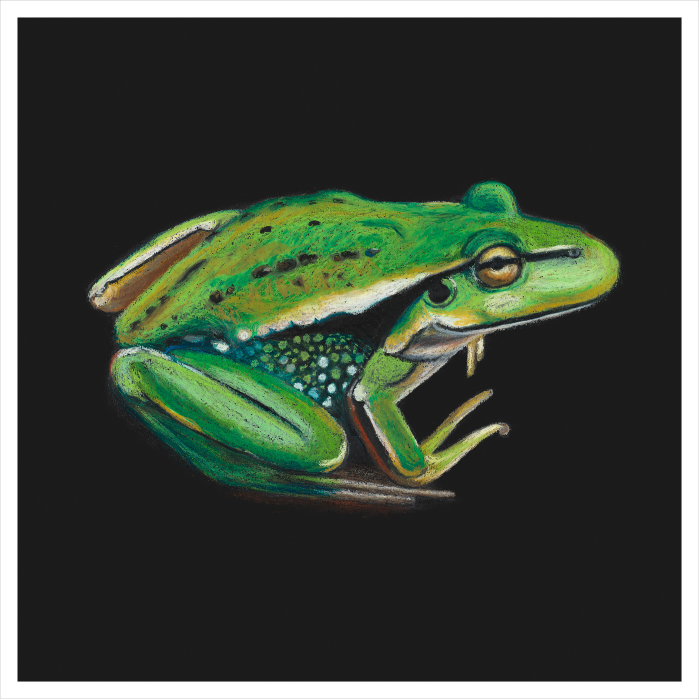 Else McAndrew - Litoria raniformis