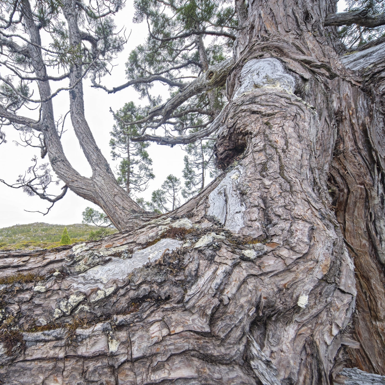 Rob Blakers - Walls of Jerusalem National Park - Ancient Pencil Pine