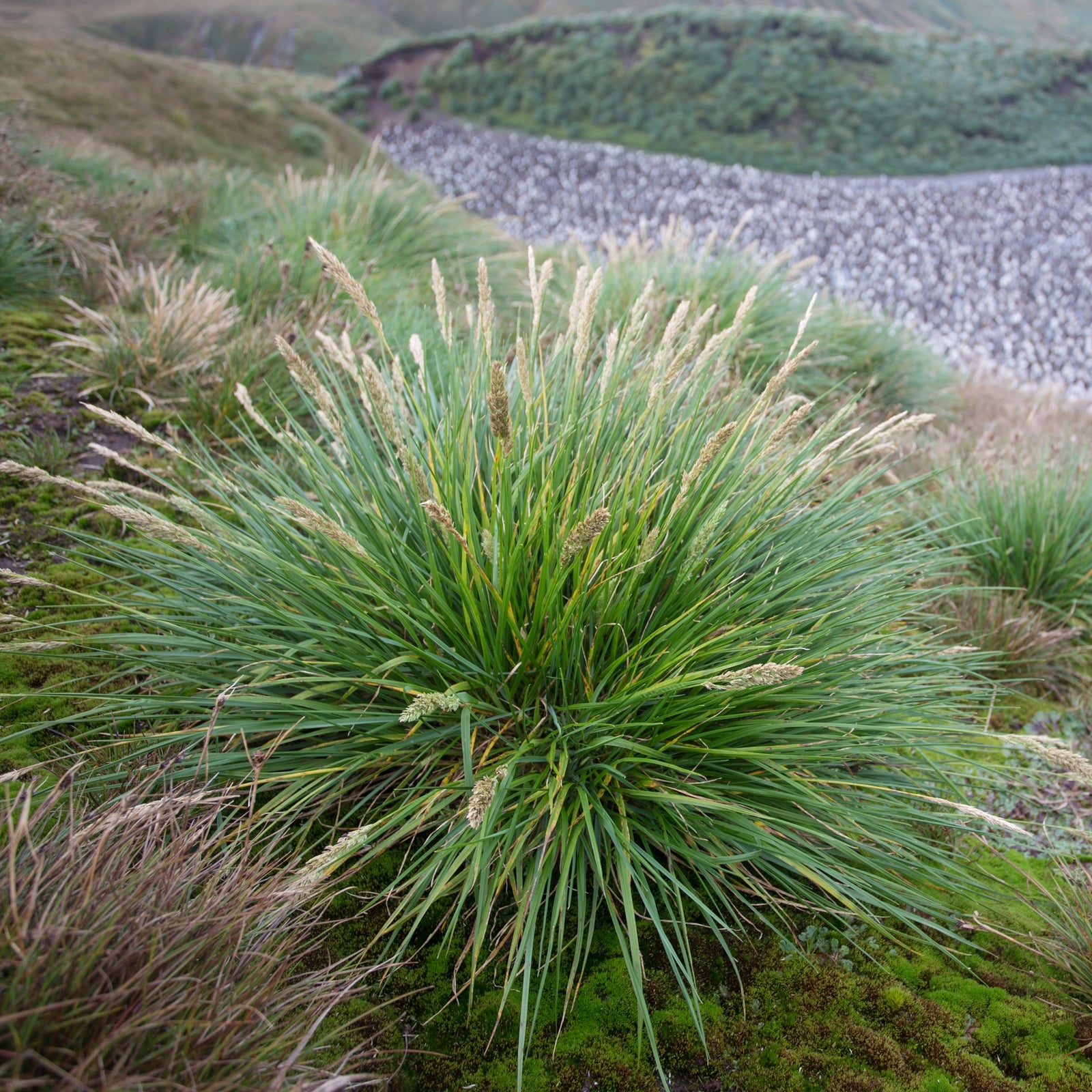 Nick Fitzgerald - Poa cookii (cooks tussockgrass)