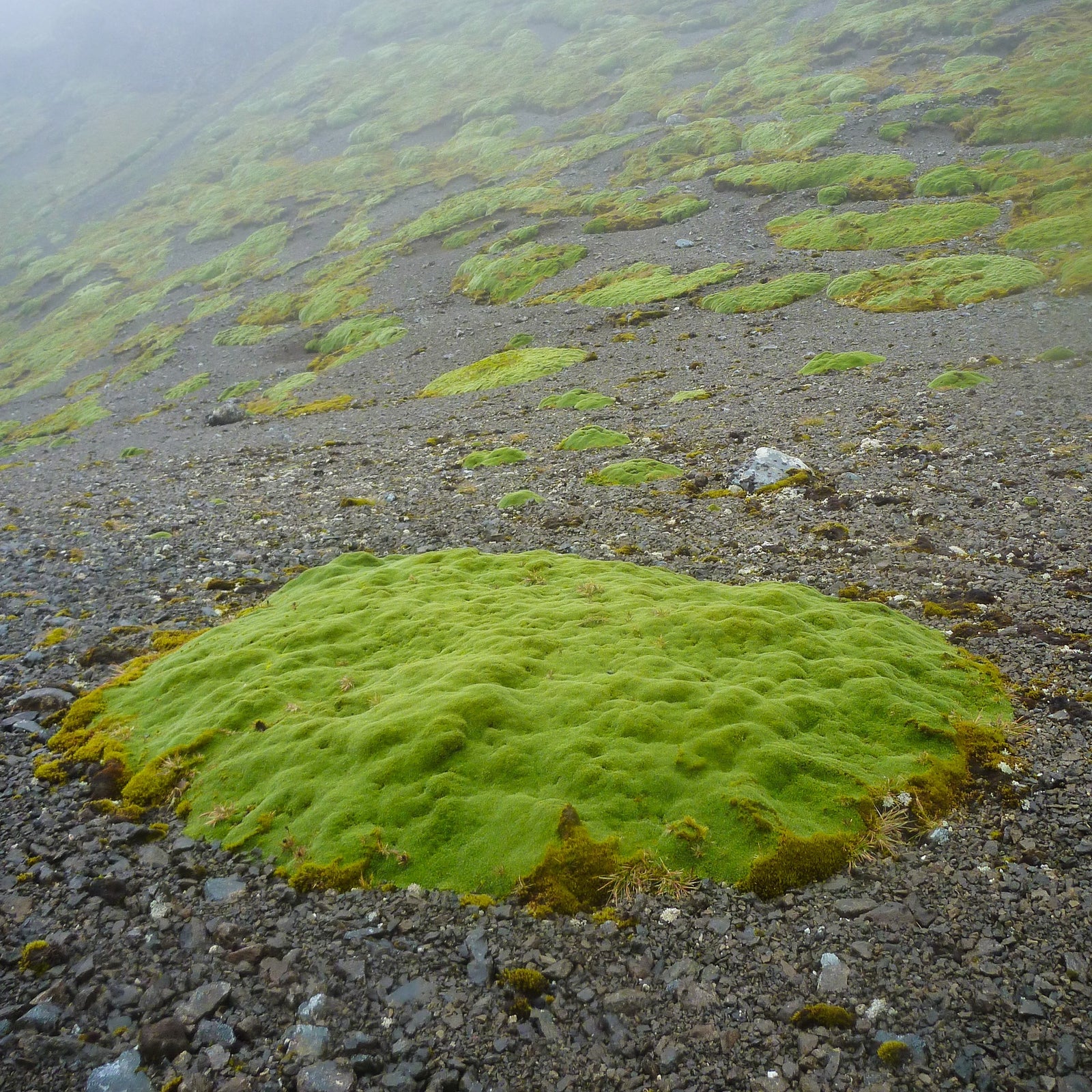 Nick Fitzgerald - Azorella macquariensis (macquarie cushions)