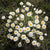 Nick Fitzgerald - Leucochrysum albicans subsp. tricolor (grassland paperdaisy)