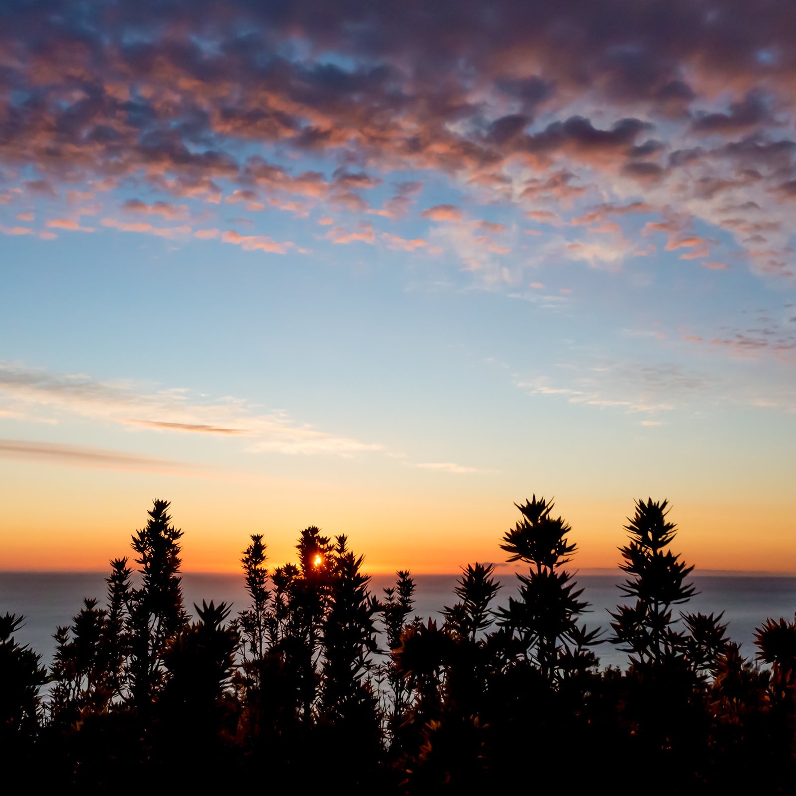 Nick Fitzgerald - Cyathodes platystoma (tall cheeseberry)