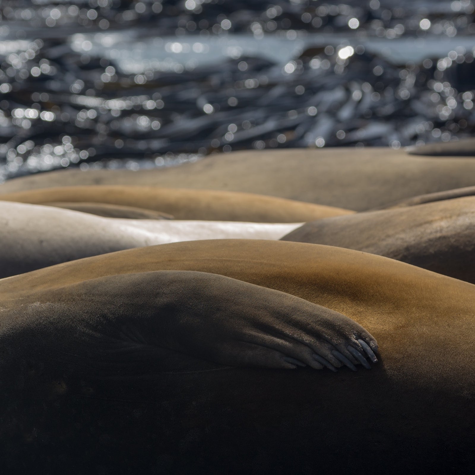 Nick Fitzgerald - Southern Elephant Seal (Mirounga leonina)