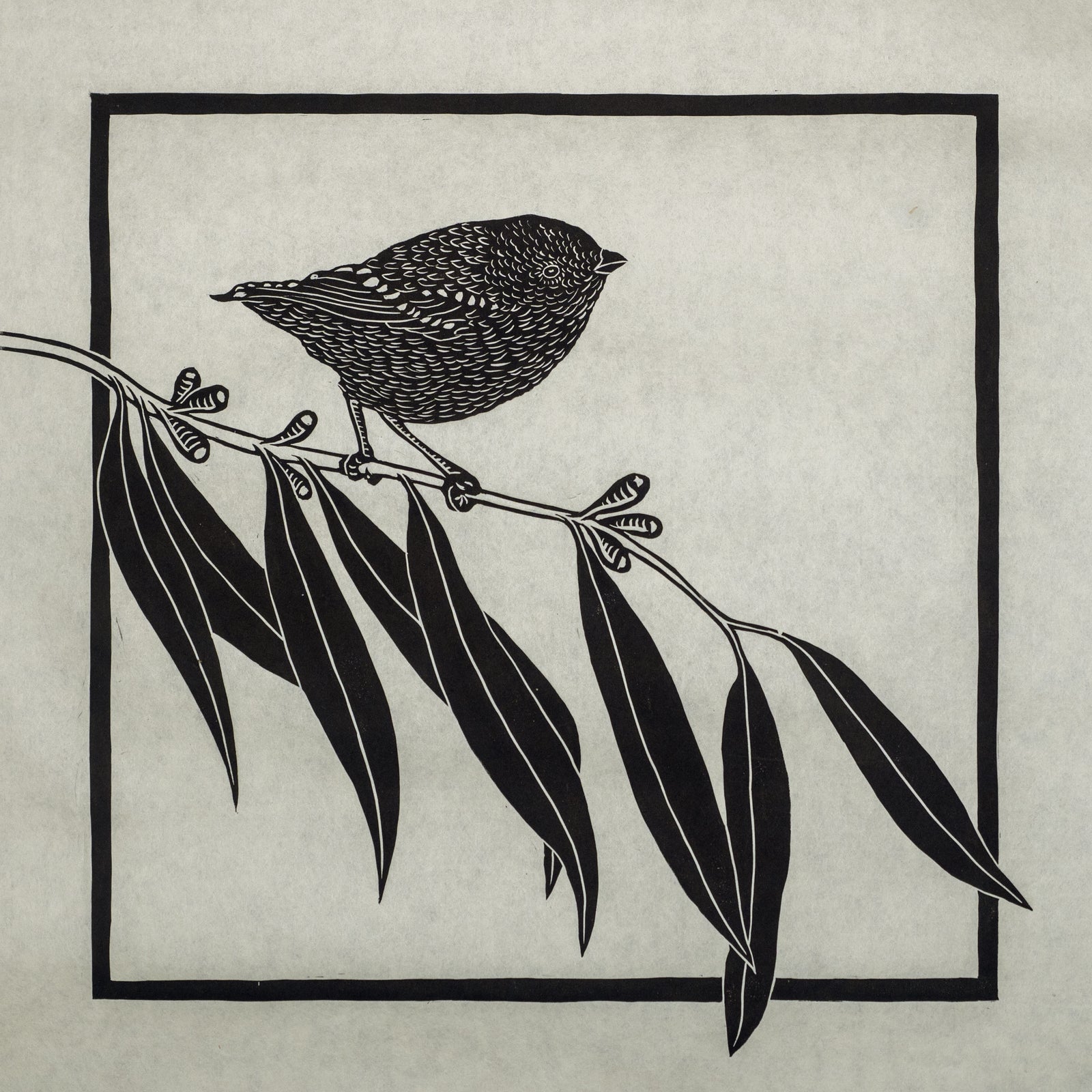 James Spencer - Forty Spotted Pardalote