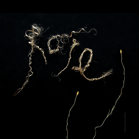 Keryn Fountain - Rare (Calocephalus citreus, Lemon beauty heads)