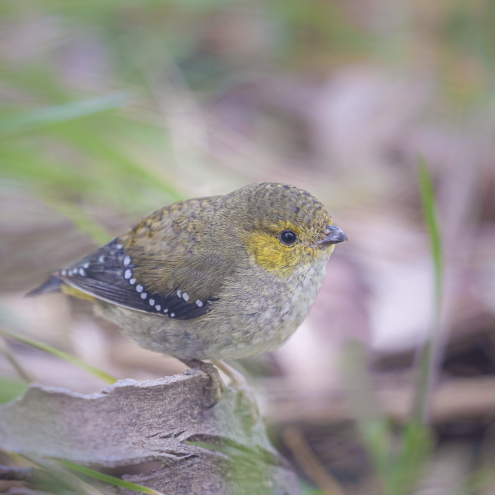 Ryan Francis - Forty Spotted Pardalote