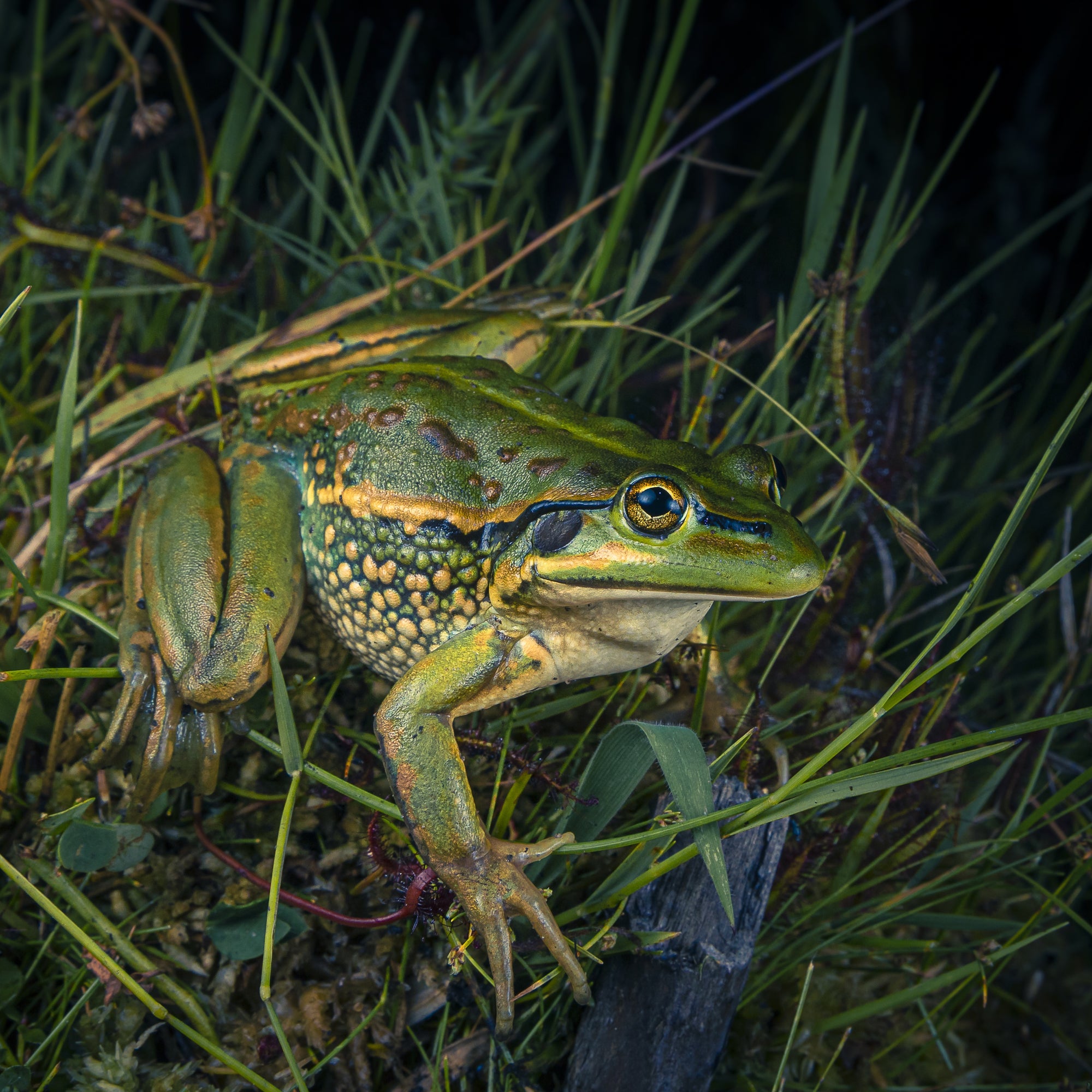 Ryan Francis -Growling Grass Frog