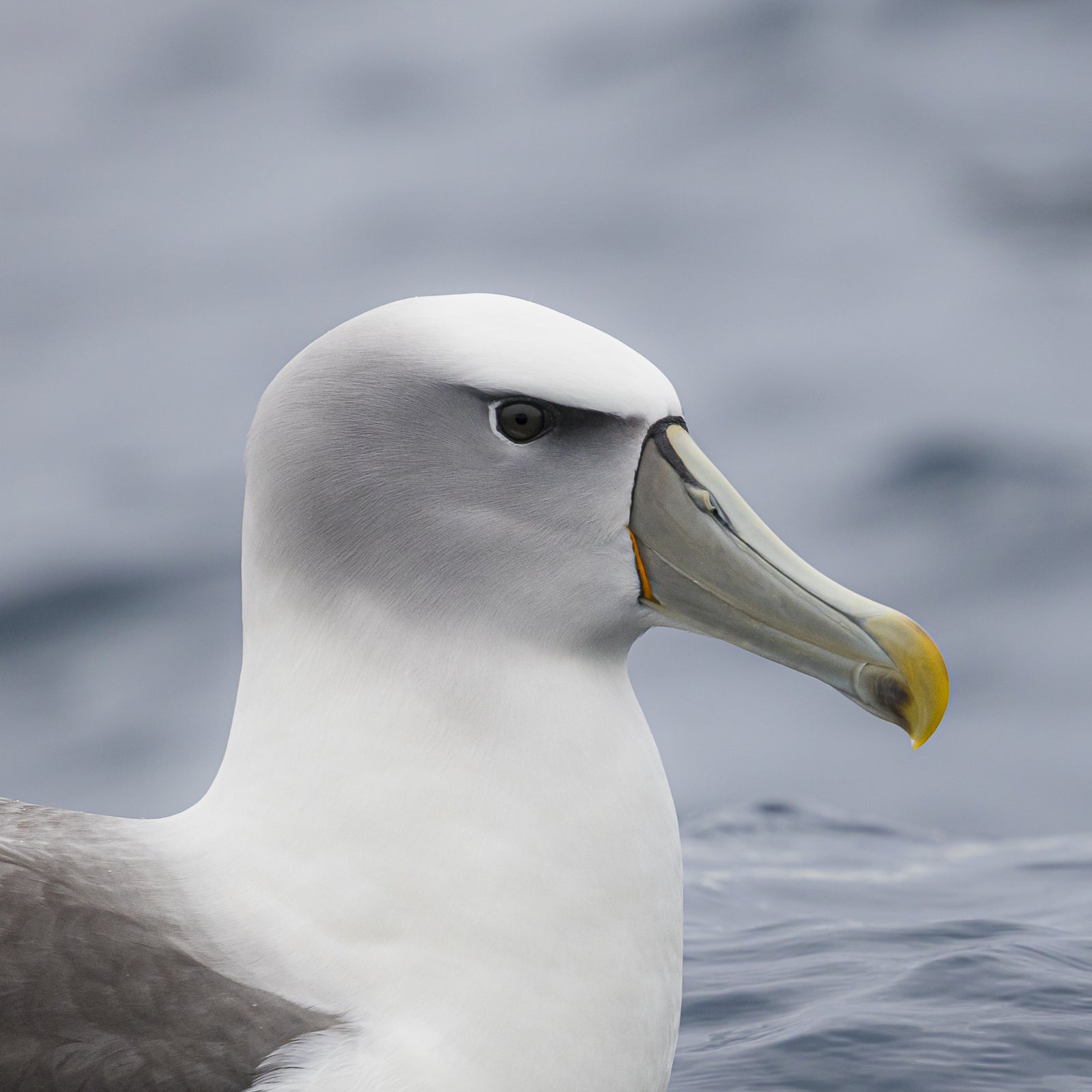 Ryan Francis - Shy Albatross