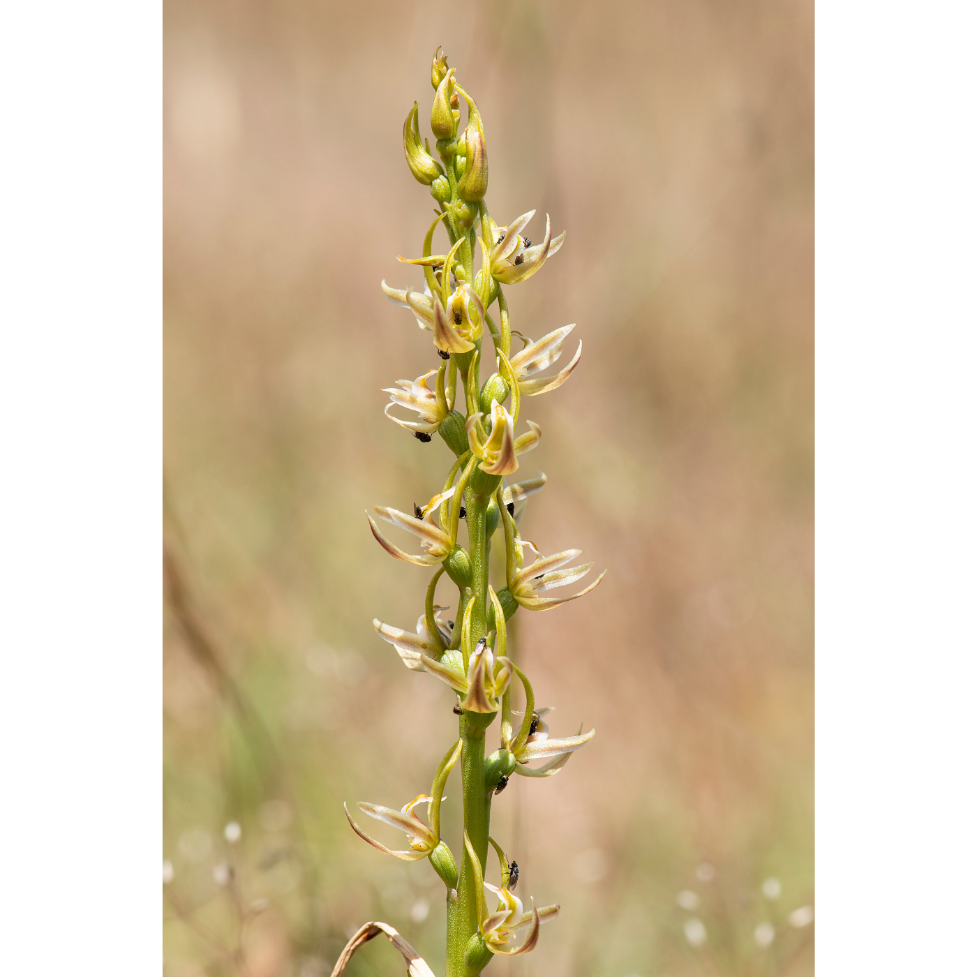 Eddie Gall - Prasophyllum olidum