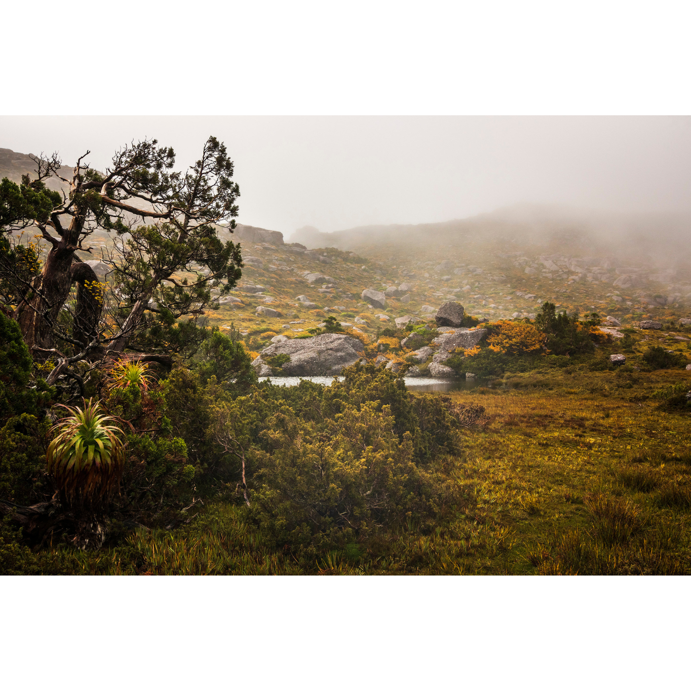 Luke O'Brien - Gondwanaland