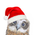 Hayley Wilson - Christmas Card - Boobook Owl