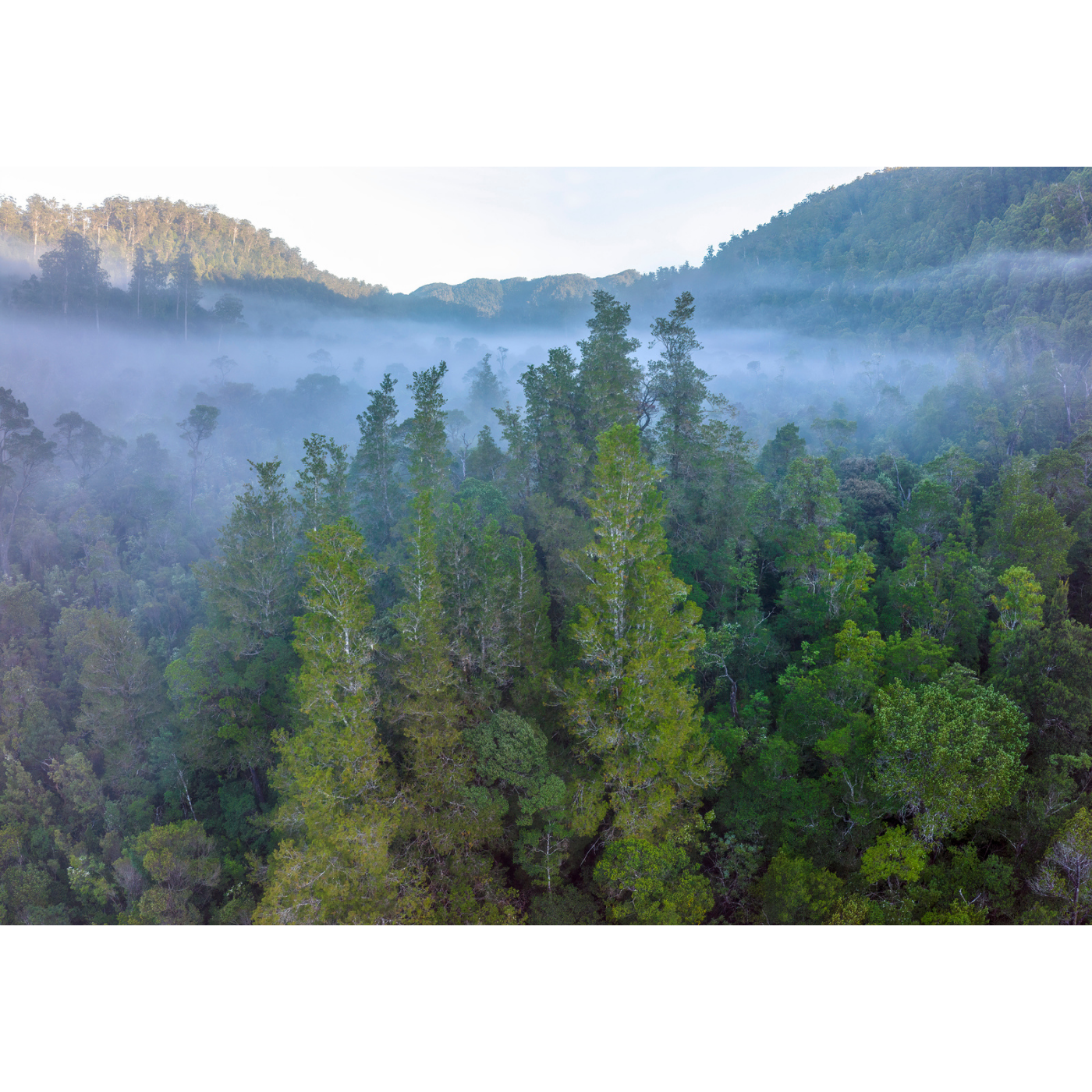 Rob Blakers - Takayna, Wilson River - Huon pine grove