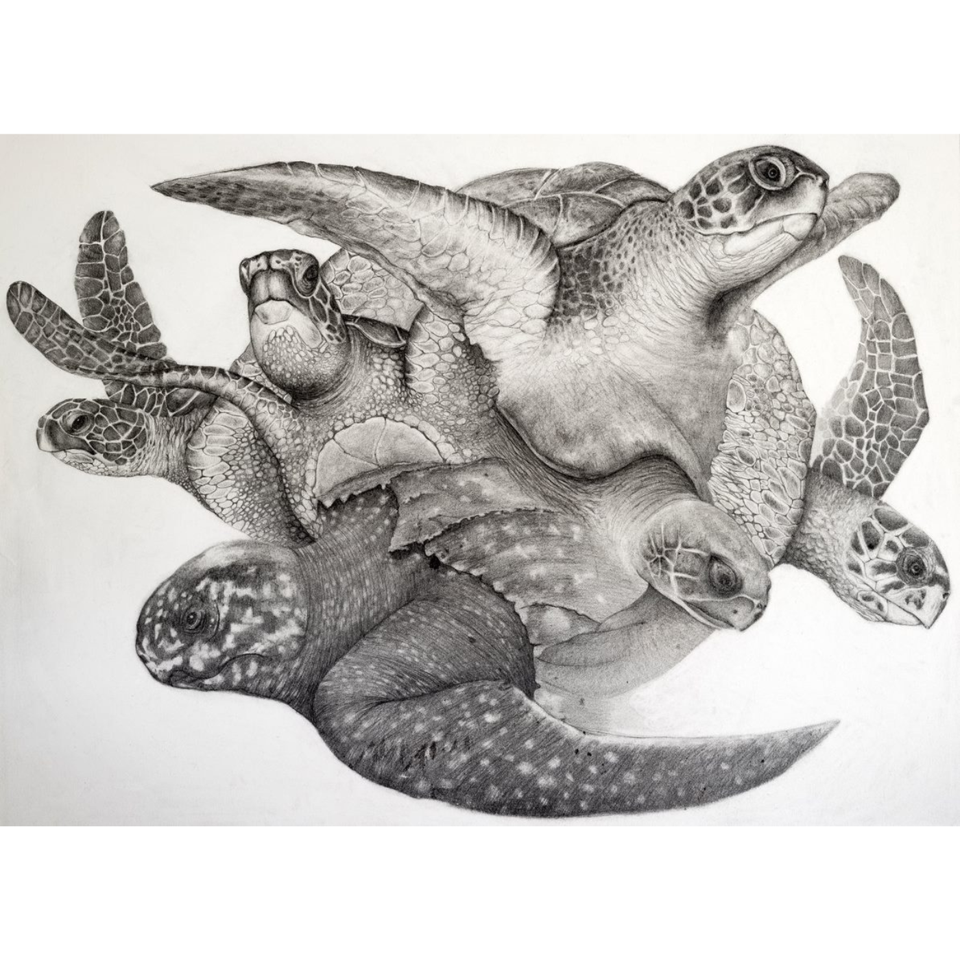 Jennifer Pelham - Art Print - 6/7 Turtles
