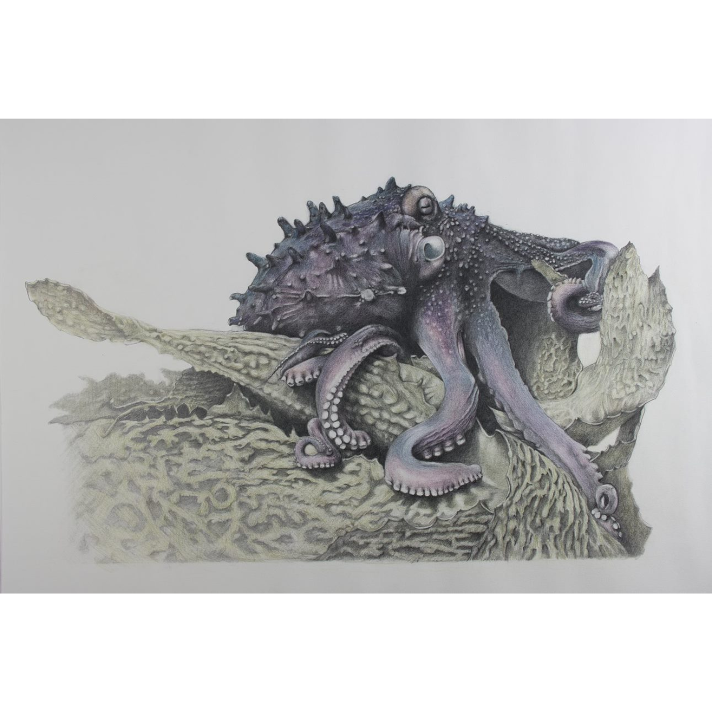 Jennifer Pelham - Art Print - Maori Octapus