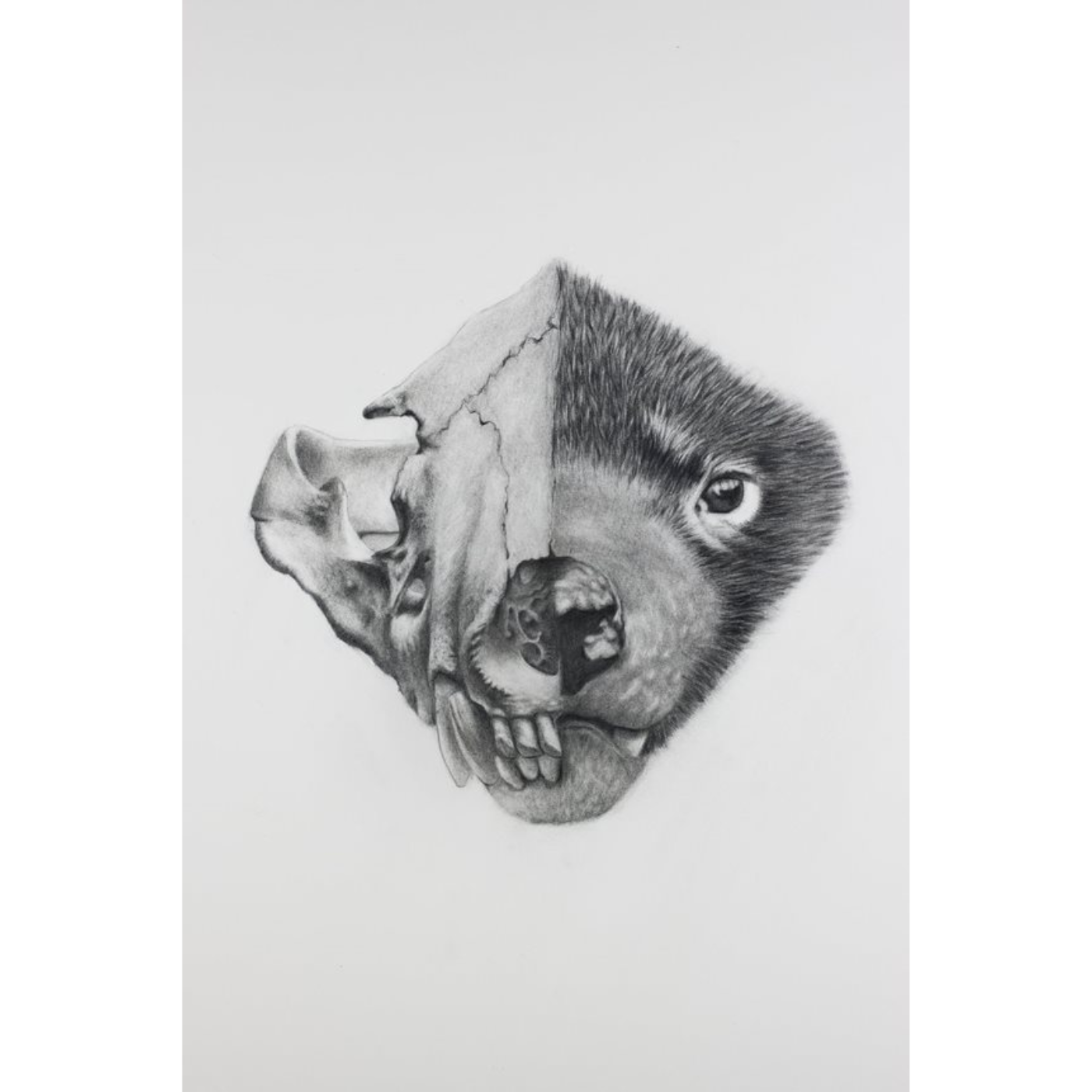 Jennifer Pelham - Art Print - Tasmanian Devil