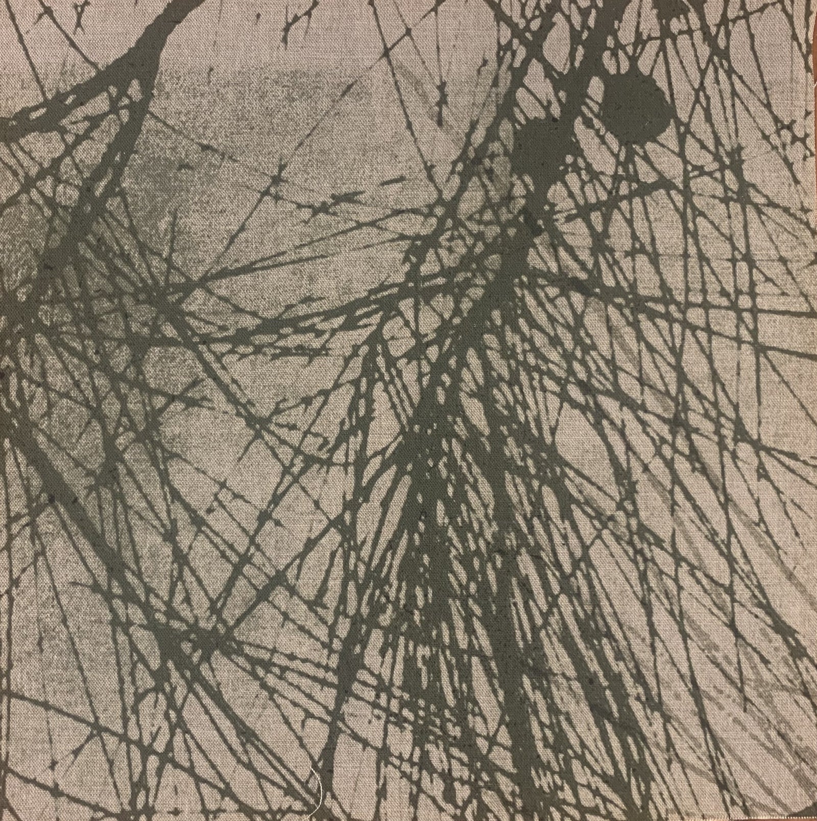 Josephine Palmer - Allocasuarina duncanii (Conical sheoak)