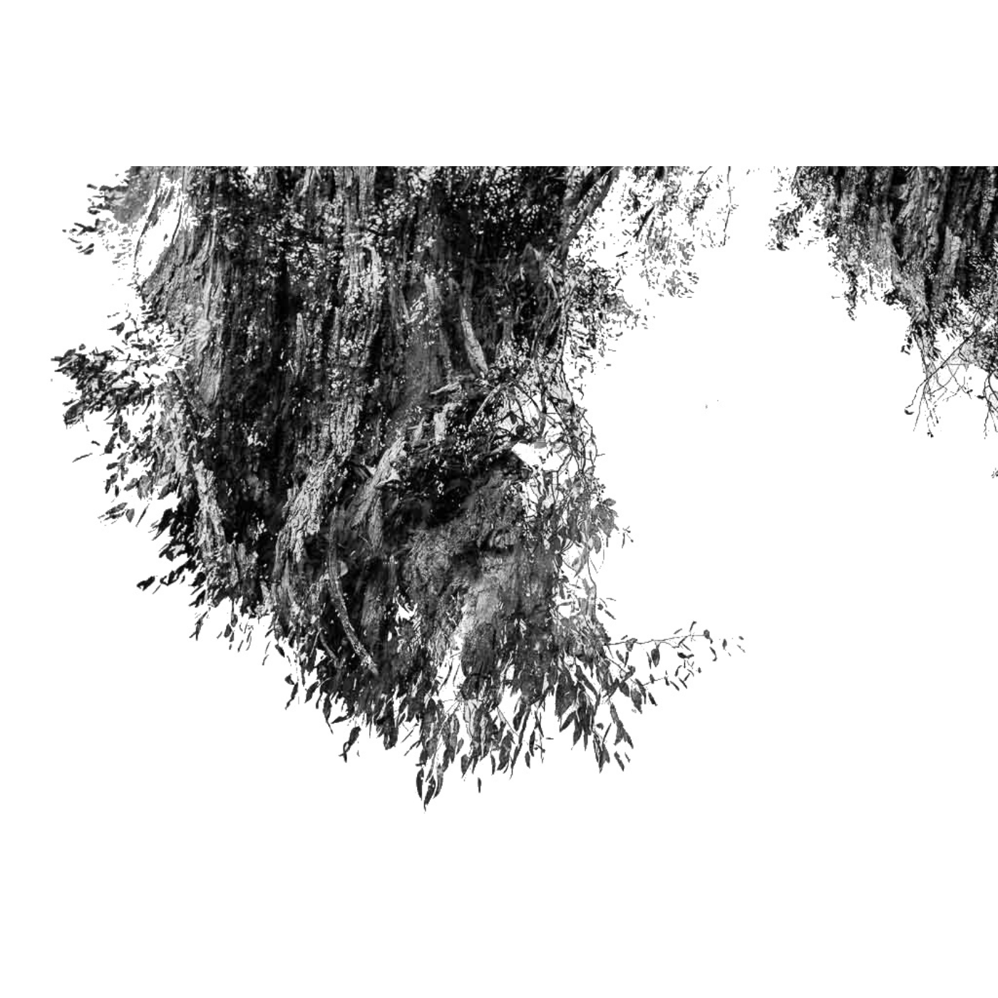 Kat Morrisby - Morrisby's Gums, eucalyptus morrisbyi (ii)