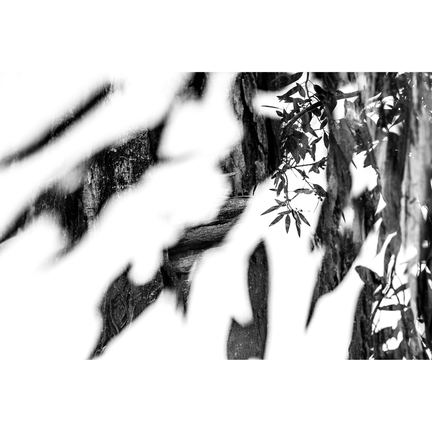 Kat Morrisby - Morrisby's Gums, Eucalyptus Morrisbyi (i)