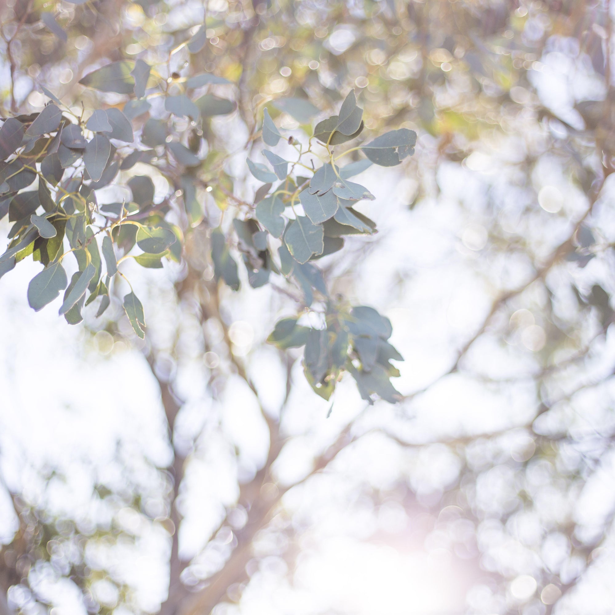 Kat Morrisby - Eucalyptus morrisbyi/Morrisby's Gum