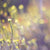 Kat Morrisby - Pimelea flava |Yellow Riceflower