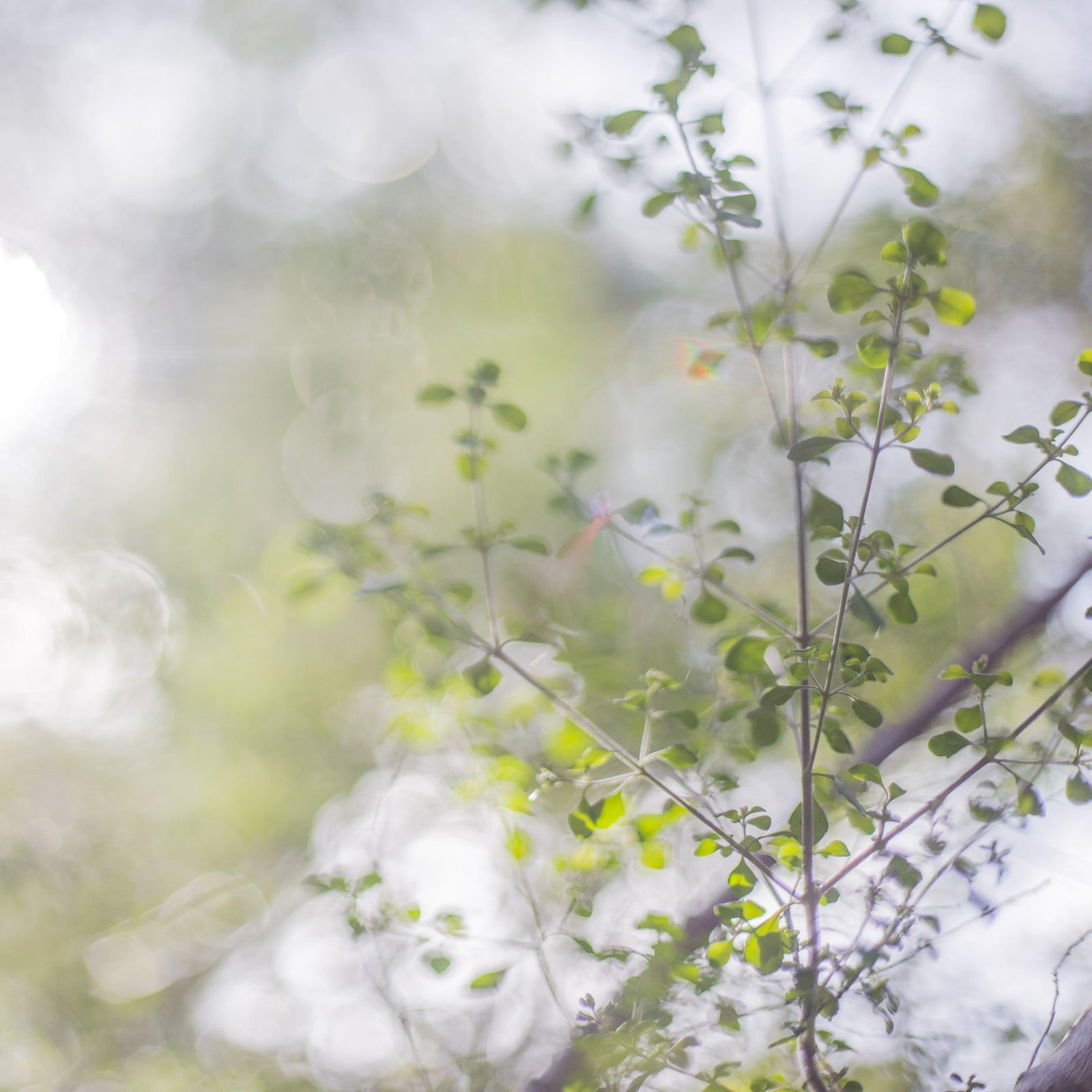 Kat Morrisby - Prostanthera rotundifolia/Round-leaf Mint-bush