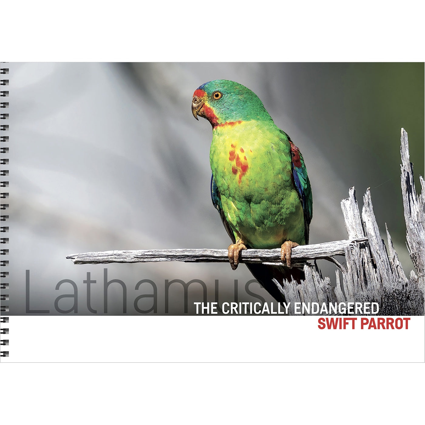 Lathamus - The Critically Endangered Swift Parrot