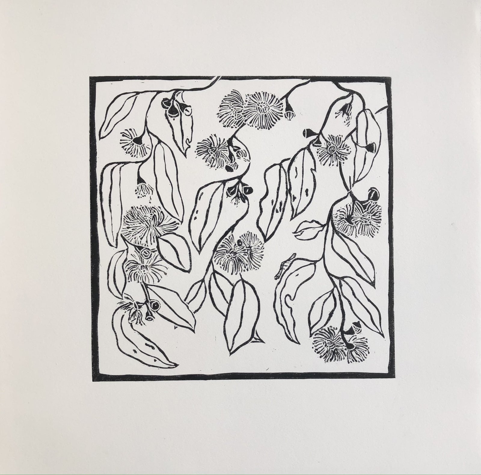 Averill Lawler - Delicate Balance: Eucalyptus Morrisbyi