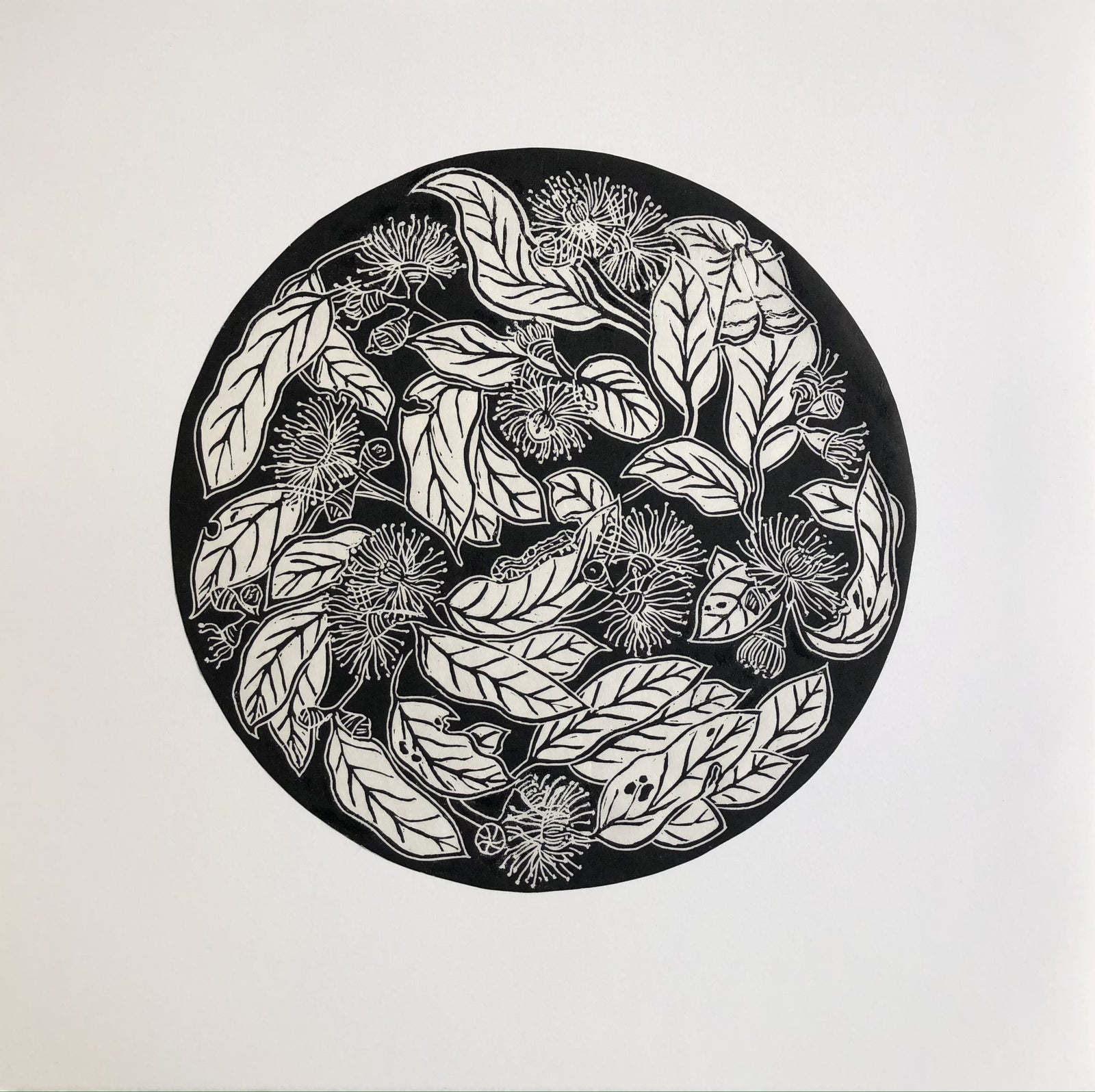 Averill Lawler - Fragility: Eucalyptus Morrisbyi