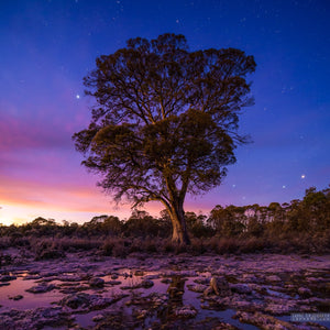 Loic Le Guilly - Miena Cider Gum, Eucalyptus gunnii divaricata