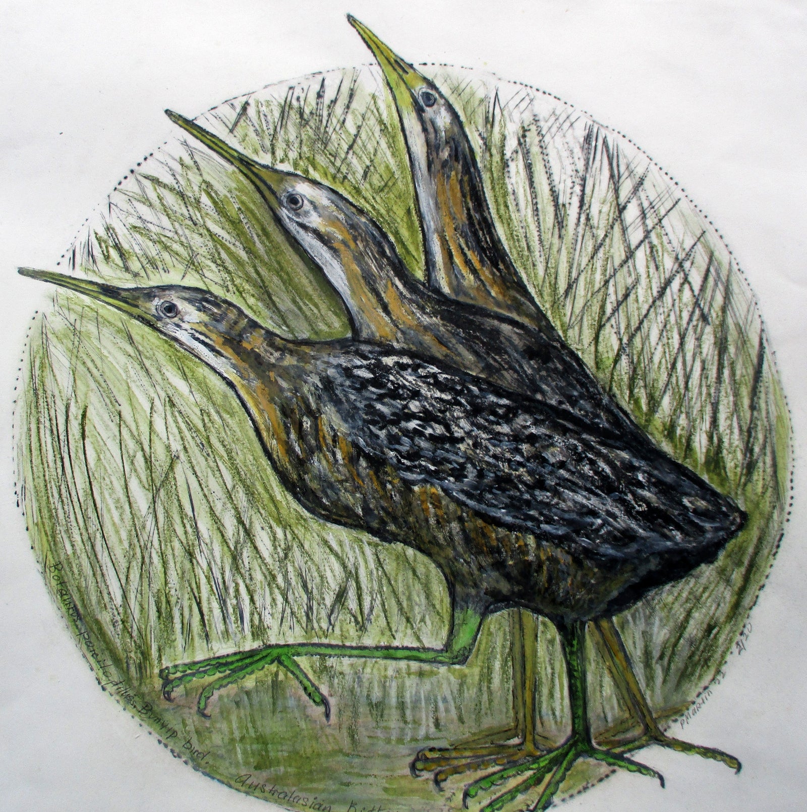 Patricia Martin - Australasian bittern
