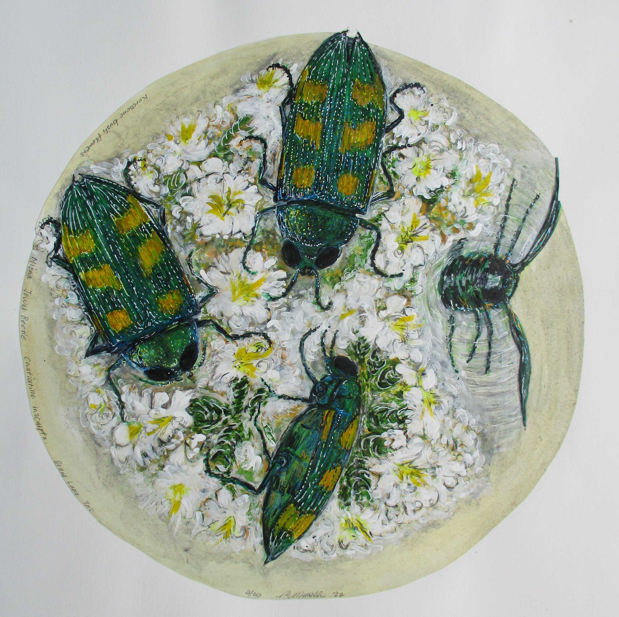 Patricia Martin - Miena jewel beetle