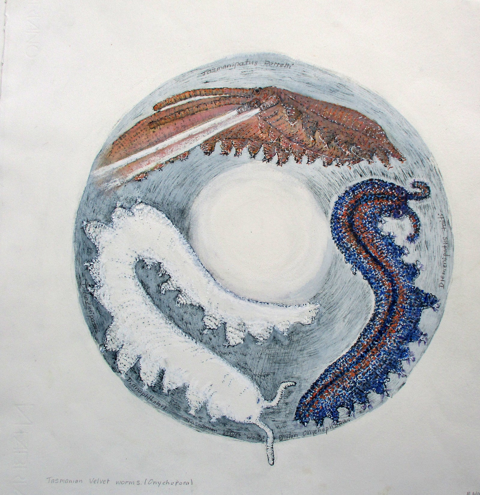 Patricia Martin - Tasmanian Velvet Worms