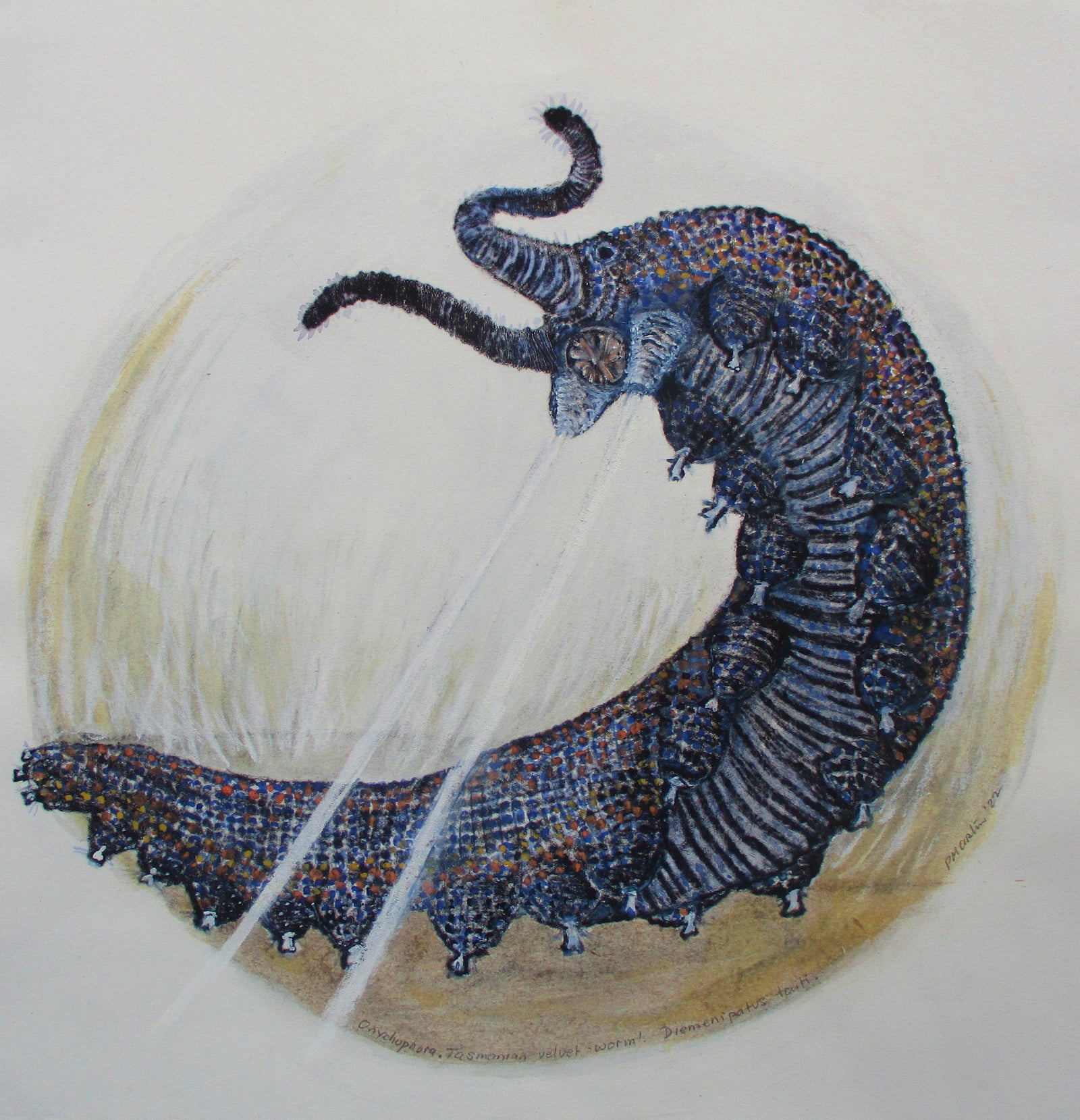 Patricia Martin - Giant velvet earthworm