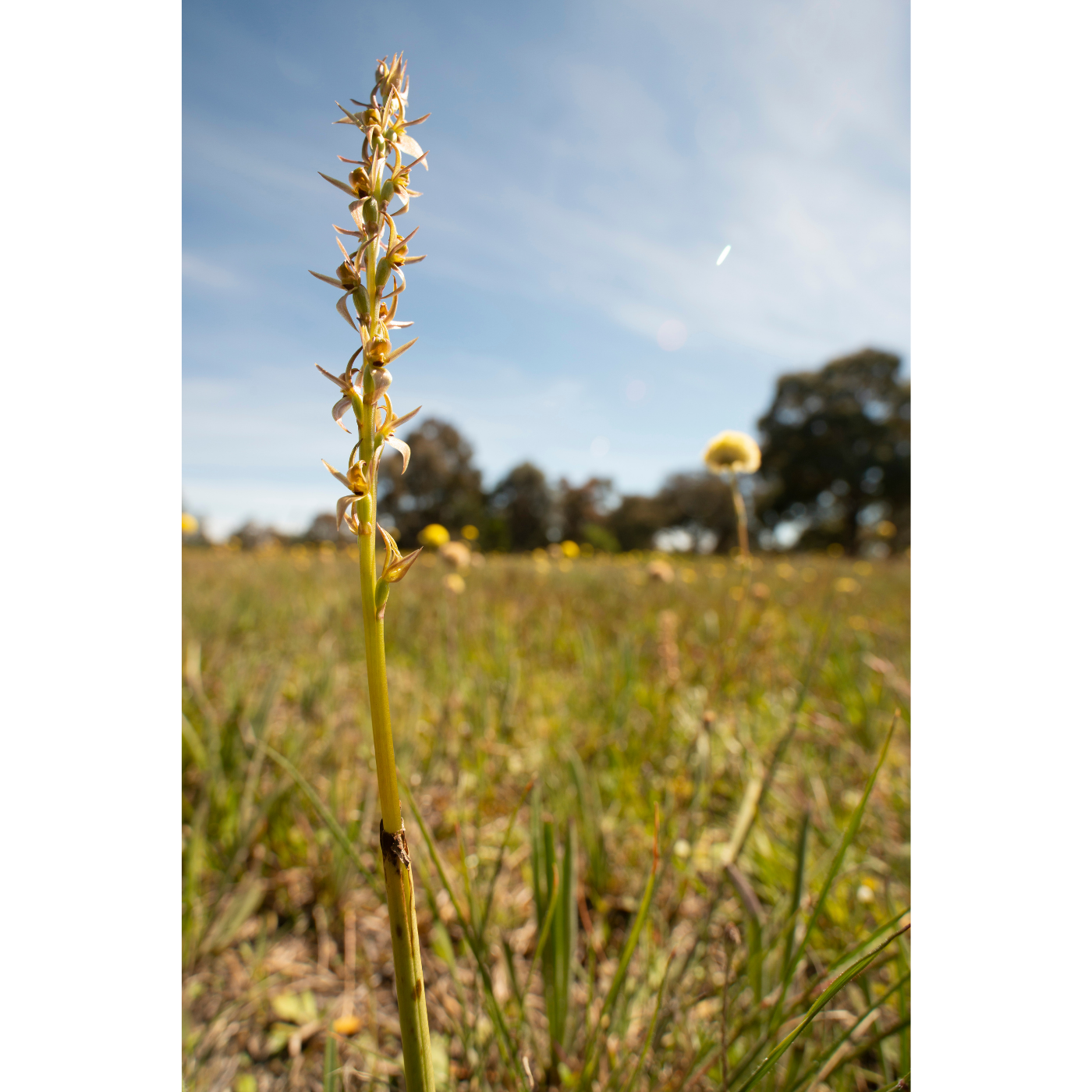 Keith Martin-Smith - Prasophyllum incorrectum