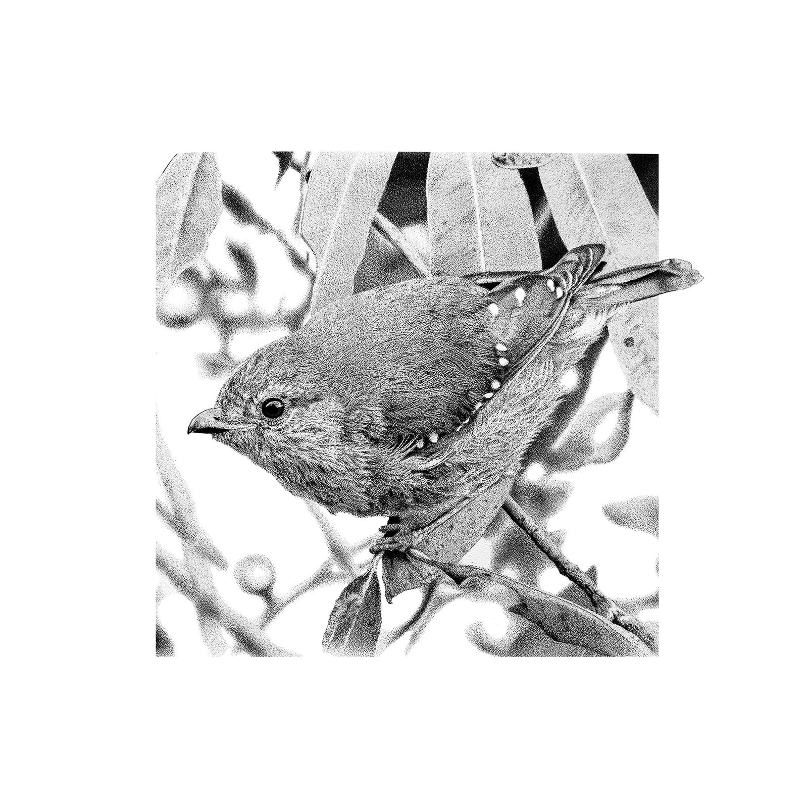 Fred Moschberger - 40 Spotted Pardalote