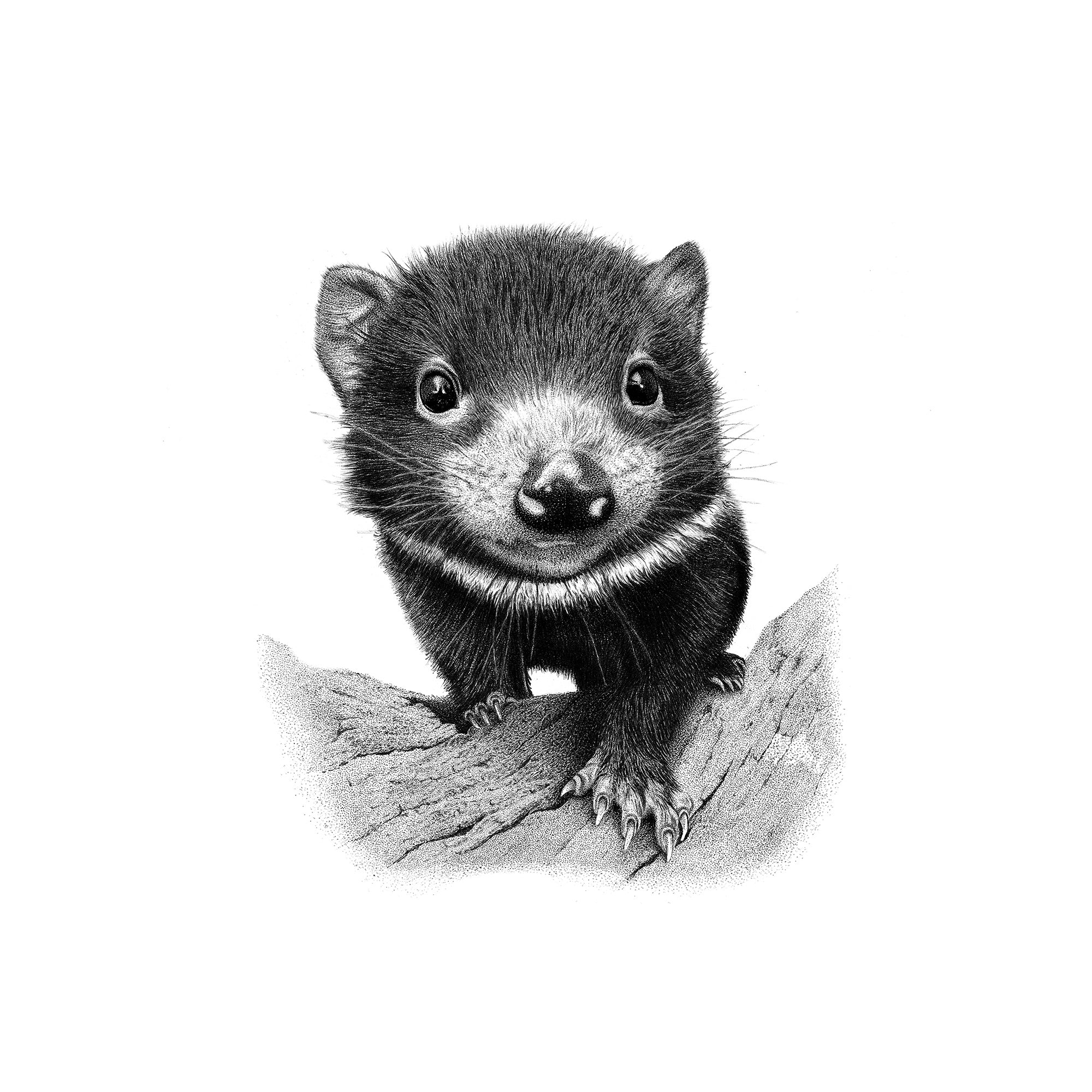 Fred Moschberger - Devil Joey