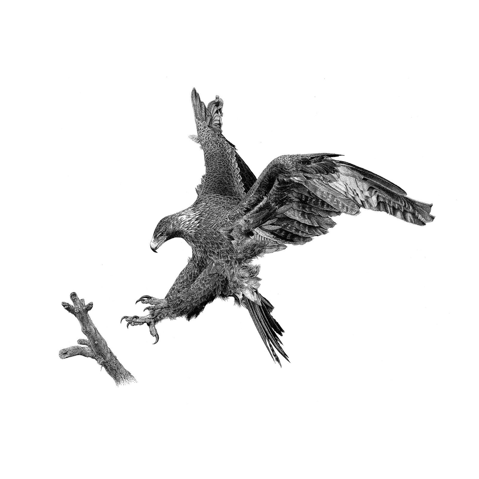 Fred Moschberger - Exit Claws