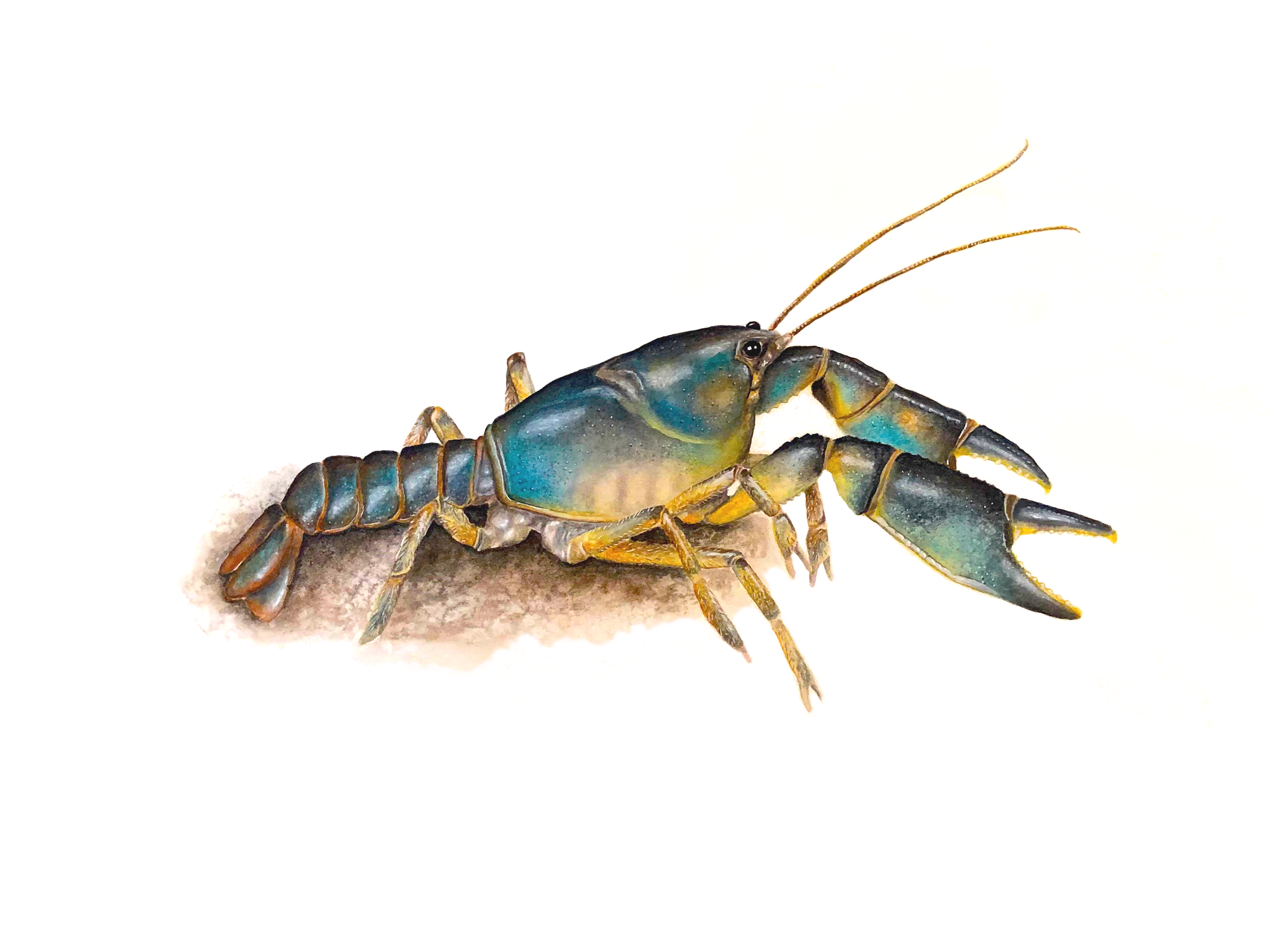 Tiana Pirtle - Burnie Burrowing Crayfish (Engaeus yabbimunna)