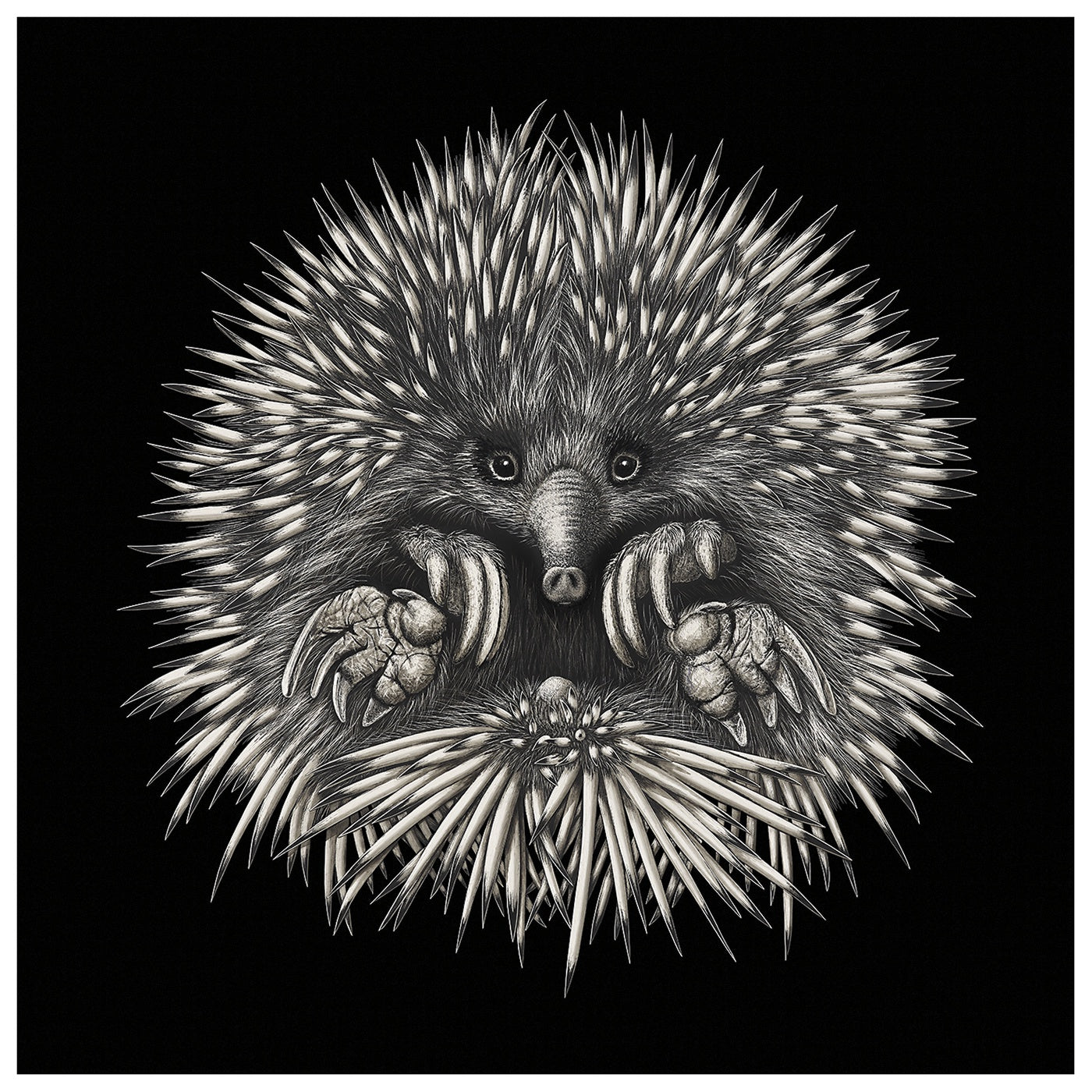 Rebecca Robinson - Card - Echidna