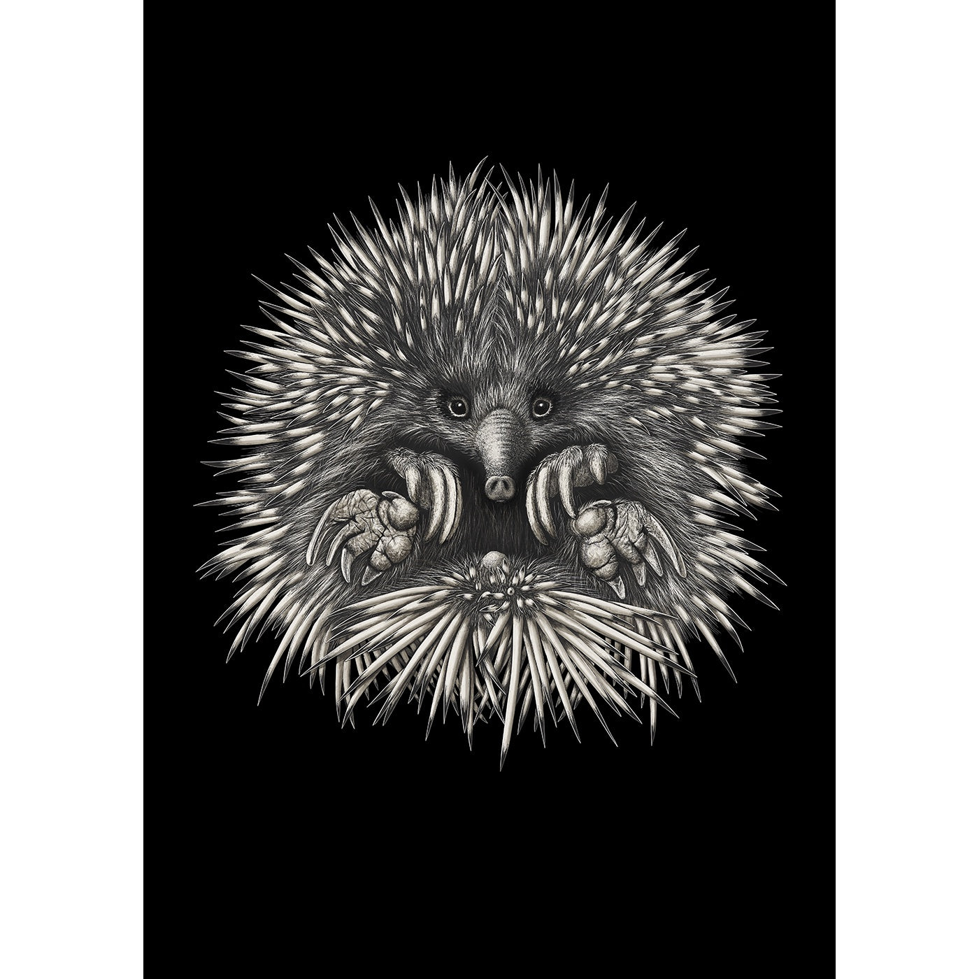Rebecca Robinson - Art Print - Echidna