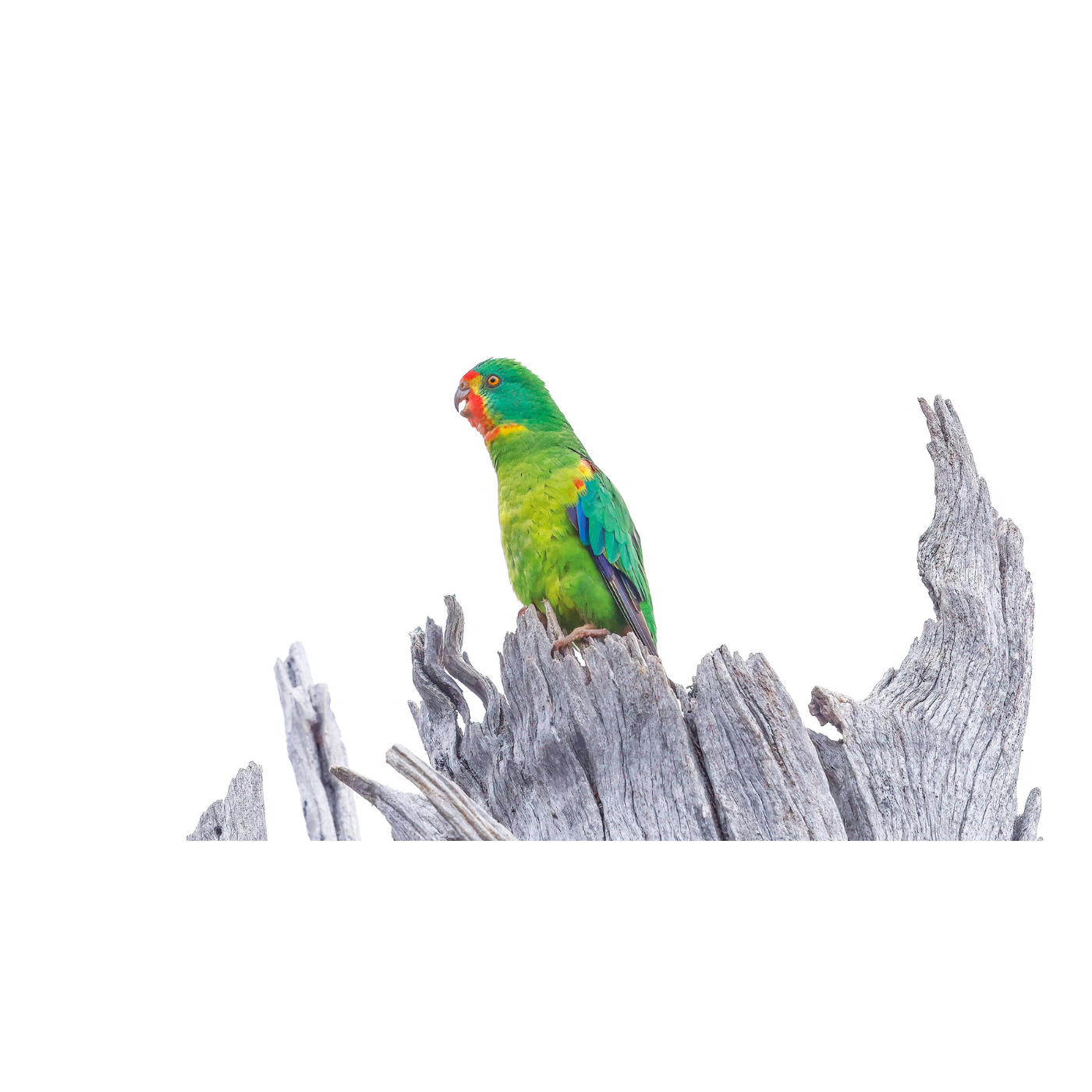 Rob Blakers - Eastern Tiers - Swift Parrot 6