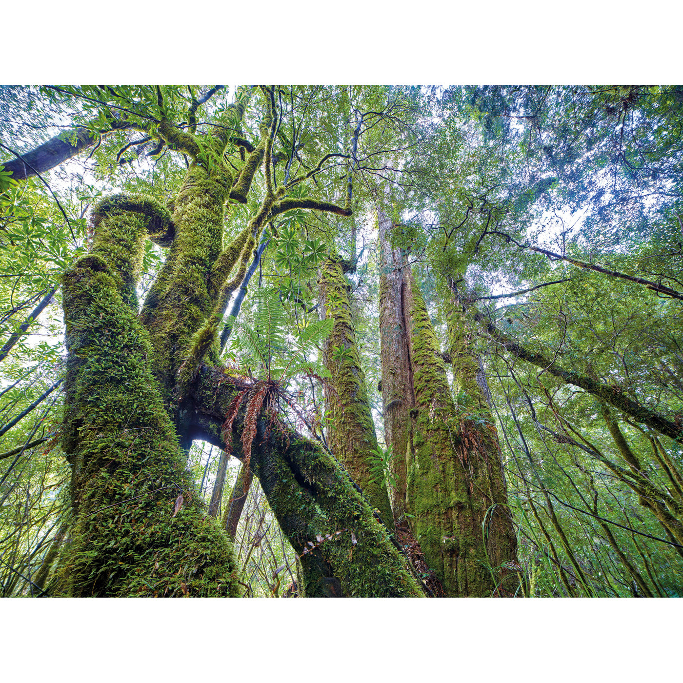 Rob Blakers - Takayna - Ancient Huon Pine