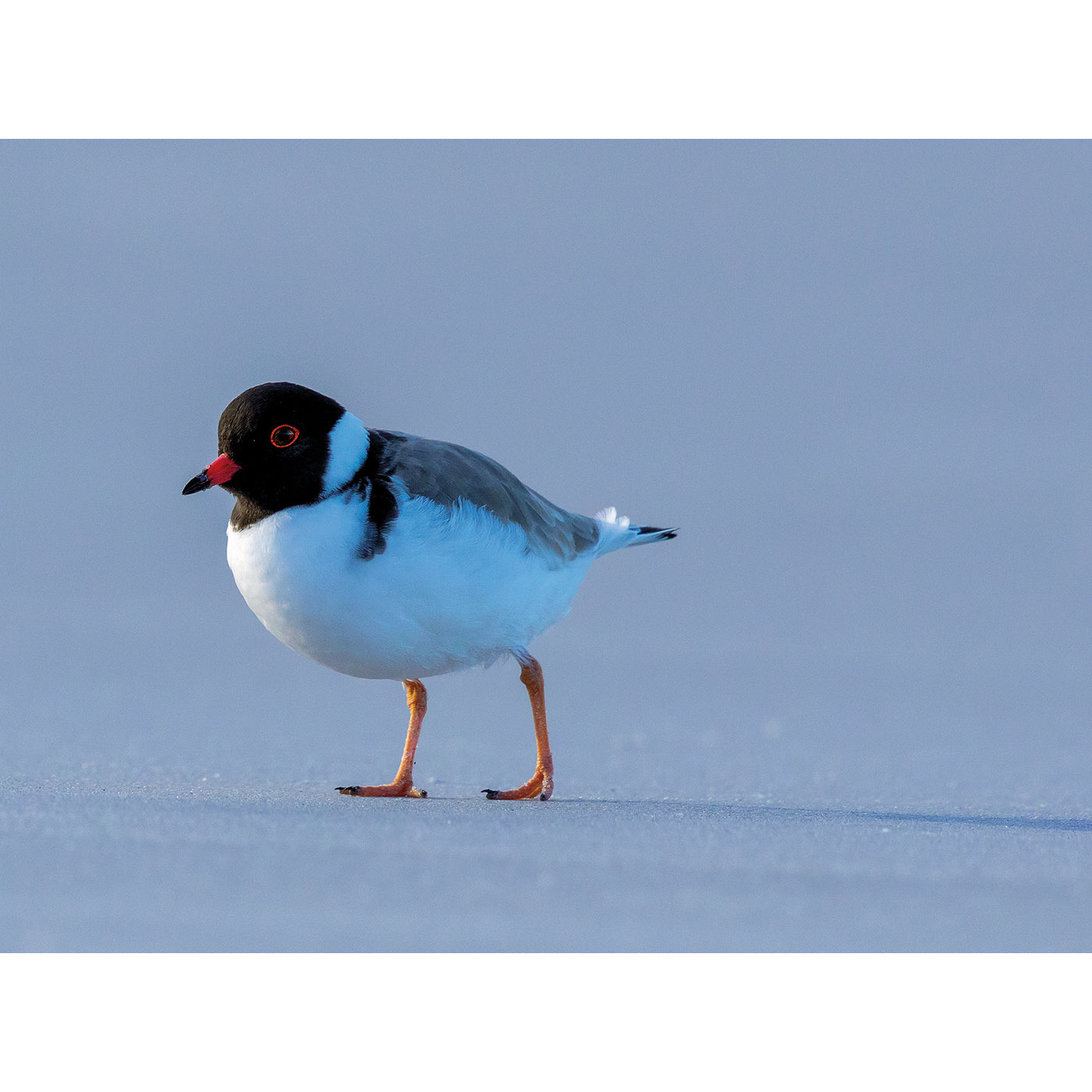 Rob Blakers - Cards (Pack of 10)