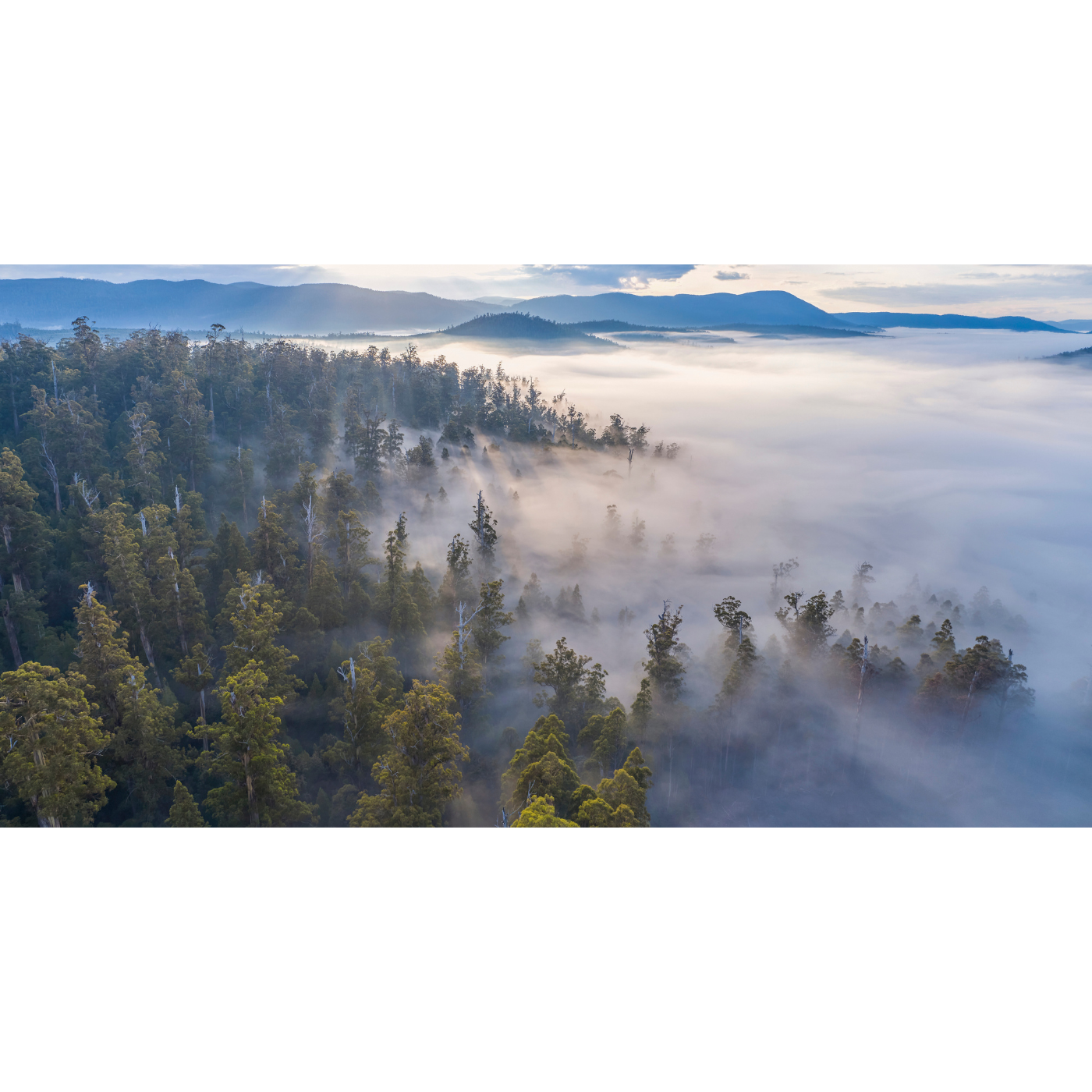 Rob Blakers - Southern Forests - Swift Parrot Habitat