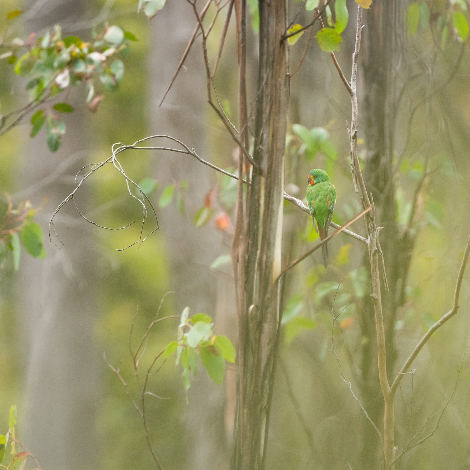 Antoine Chretien - In your forest.