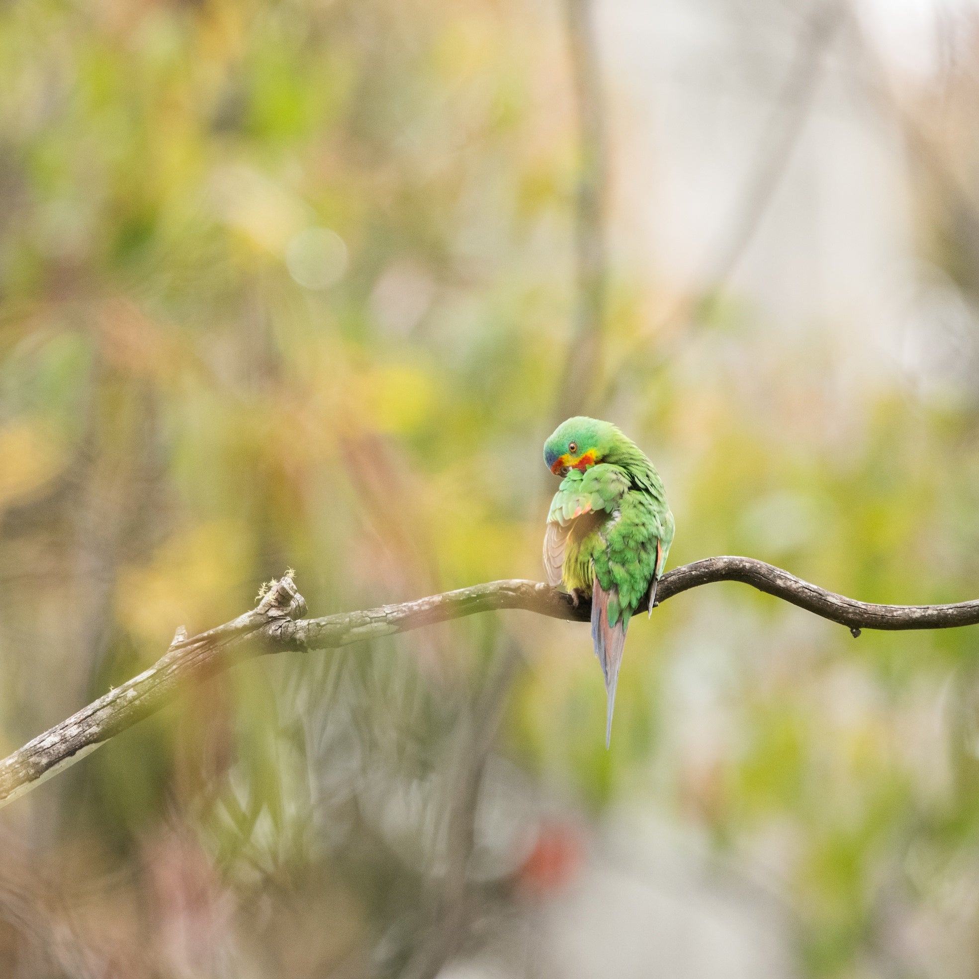 Antoine Chretien - Intimate moment with a Swift Parrot.